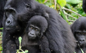 Bwindi and Mgahinga Gorilla Safari
