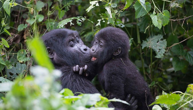 African Gorillas in Uganda