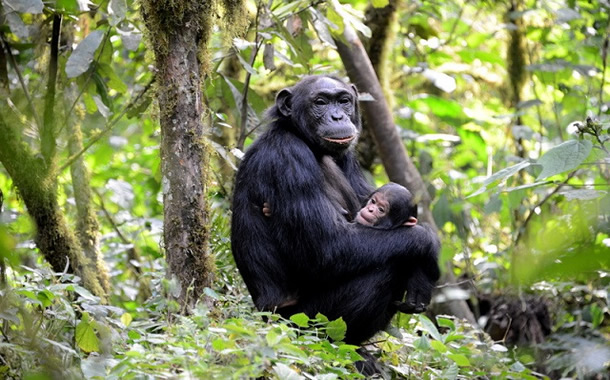 Chimpanzee Safari in Uganda