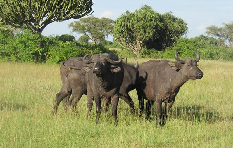 Buffaloes seen while on Game drive in Uganda savannah parks