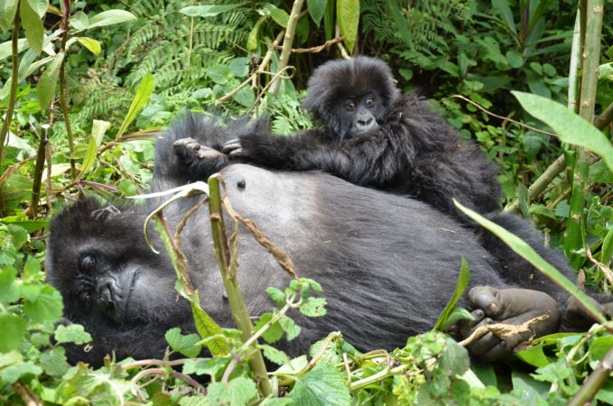 beautiful safaris uganda