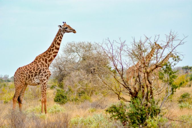 beautiful safaris uganda