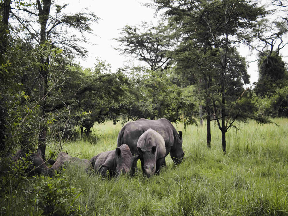 beautiful safaris uganda
