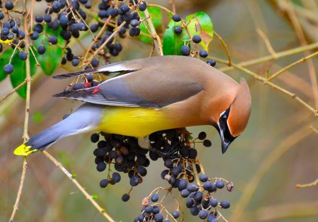 beautiful safaris uganda