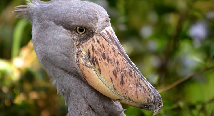 Shoebill Stork