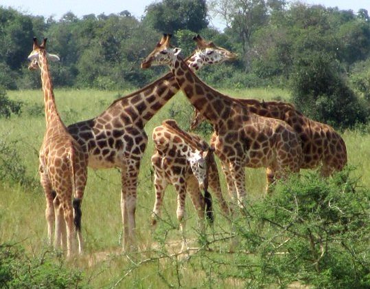 Giraffes in Murchison Falls N.P