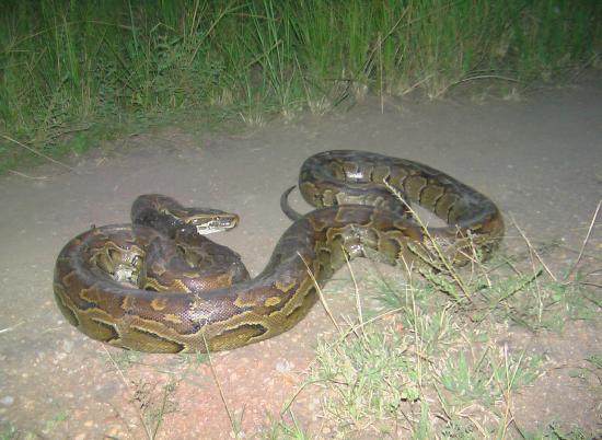 Rock Python