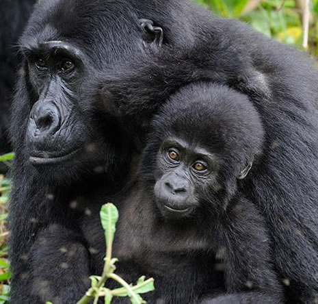 Gorilla Habituation Safari in Uganda