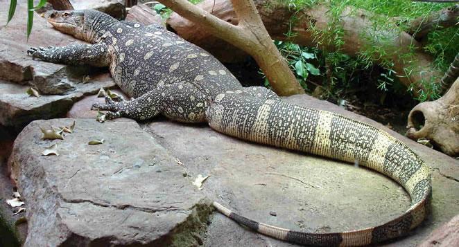 Monitor Lizard