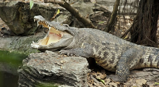 Nile crocodile