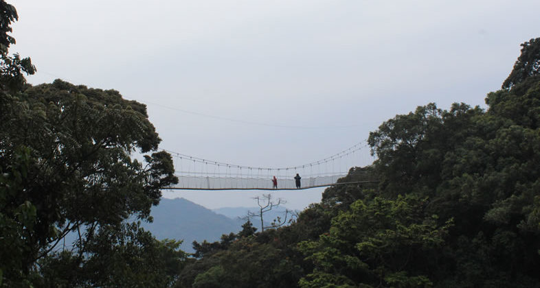 Canopy walk - Rwanda safari