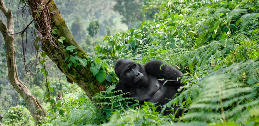 Rwanda Gorilla Tour