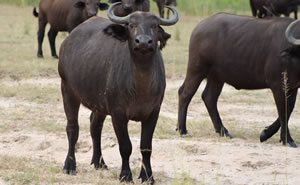 Buffalo Uganda safari