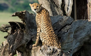 Cheetah safari in Uganda