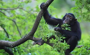 Chimpanzee Uganda safari