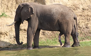 Elephant-safari-uganda
