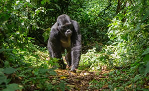 Uganda gorilla safari