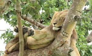 Tree Climbing Lions in Uganda