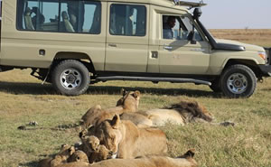 Game Drive on Uganda safari