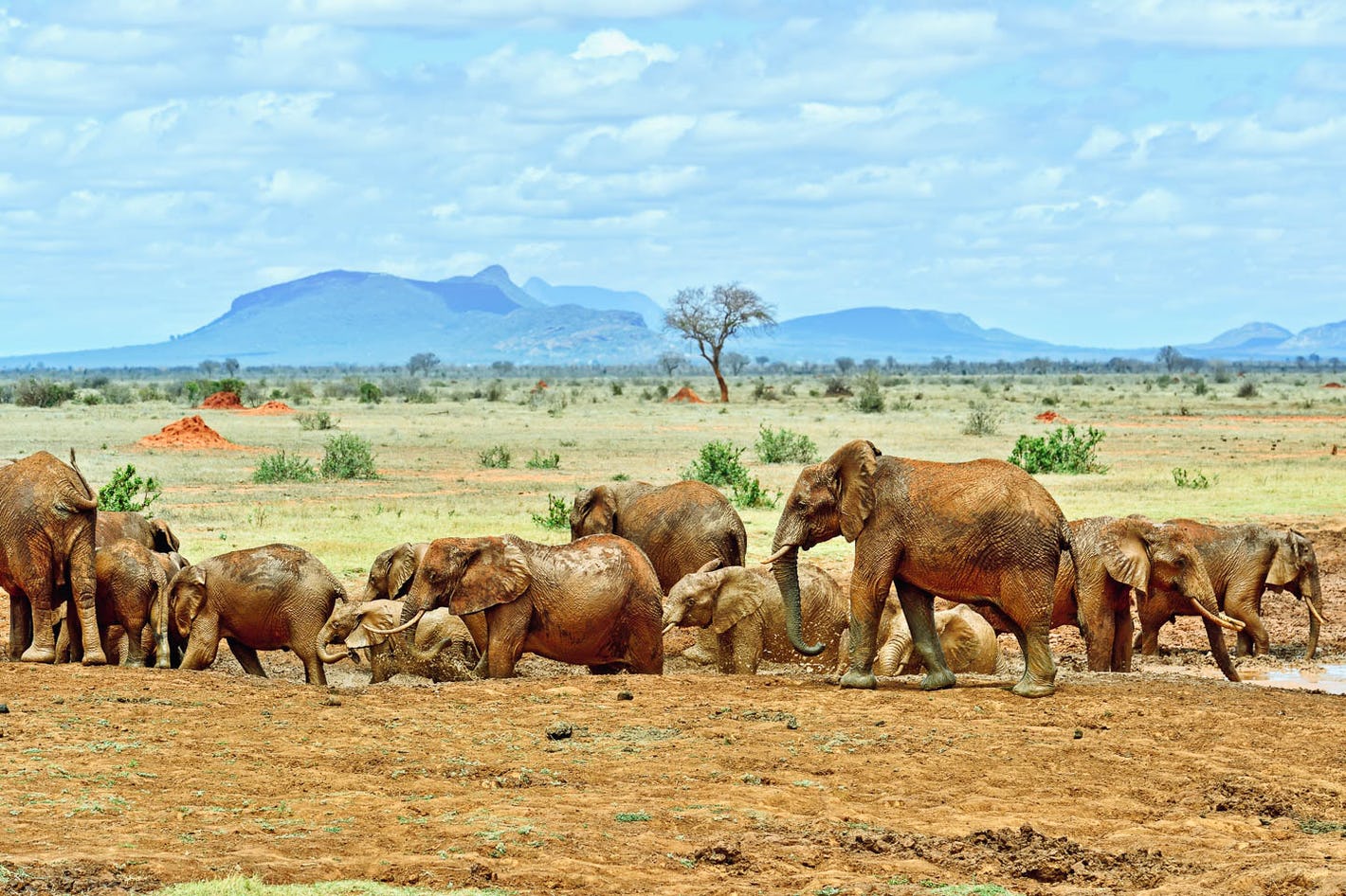 Tsavo National Park Elephants 