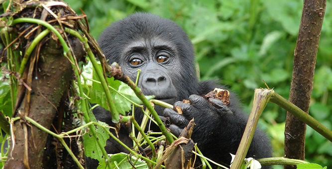 Gorilla Trekking in Uganda