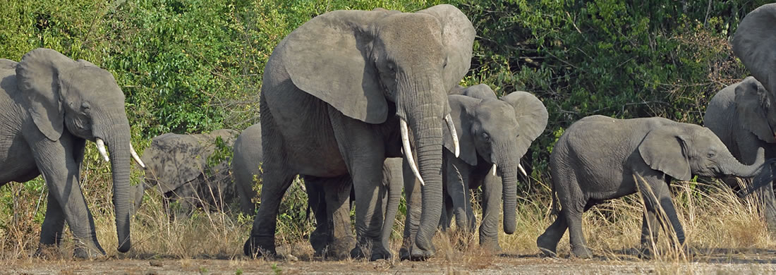 African - Elephants - Uganda wildlife safari