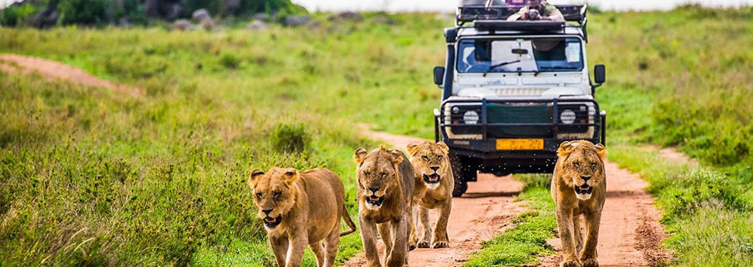 Game Viewing in Uganda