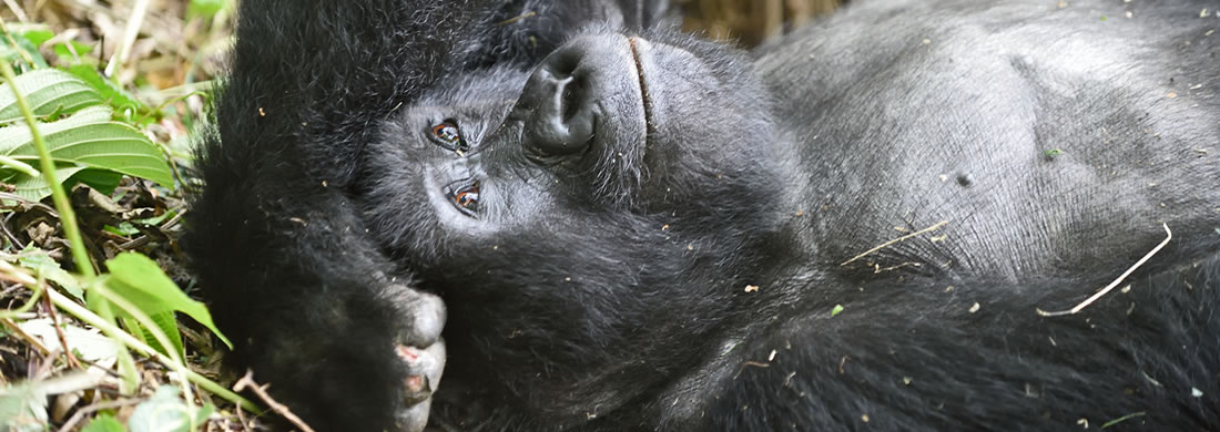 Mountain gorilla tour in Uganda