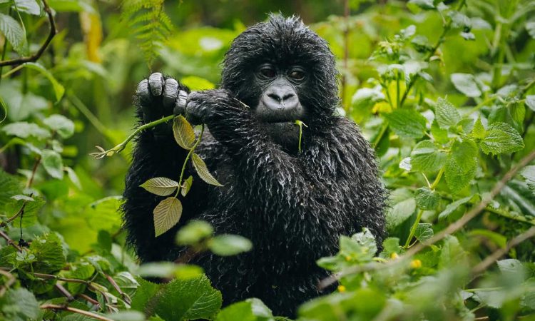 Gorilla Trekking in Bwindi National Park