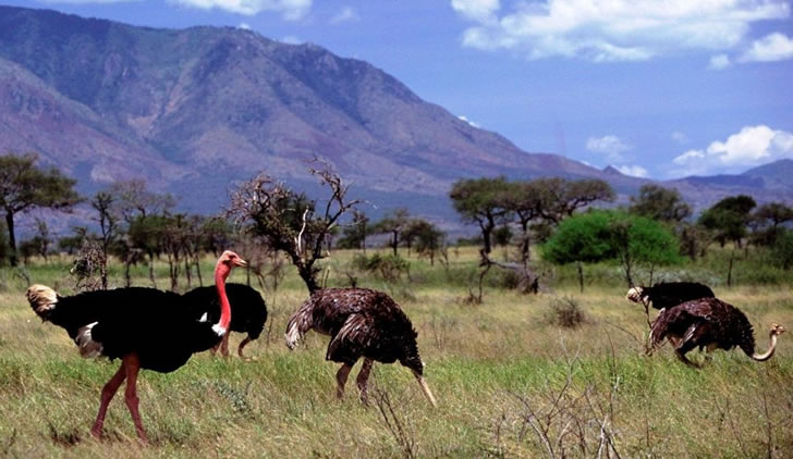 Ostriches in Kidepo National Park