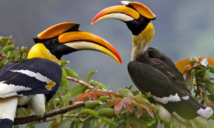 Birding in Uganda