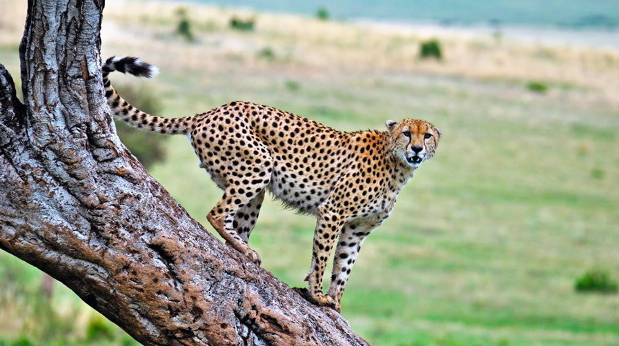 Cheetah Safari in Kenya - Masai-mara National Park