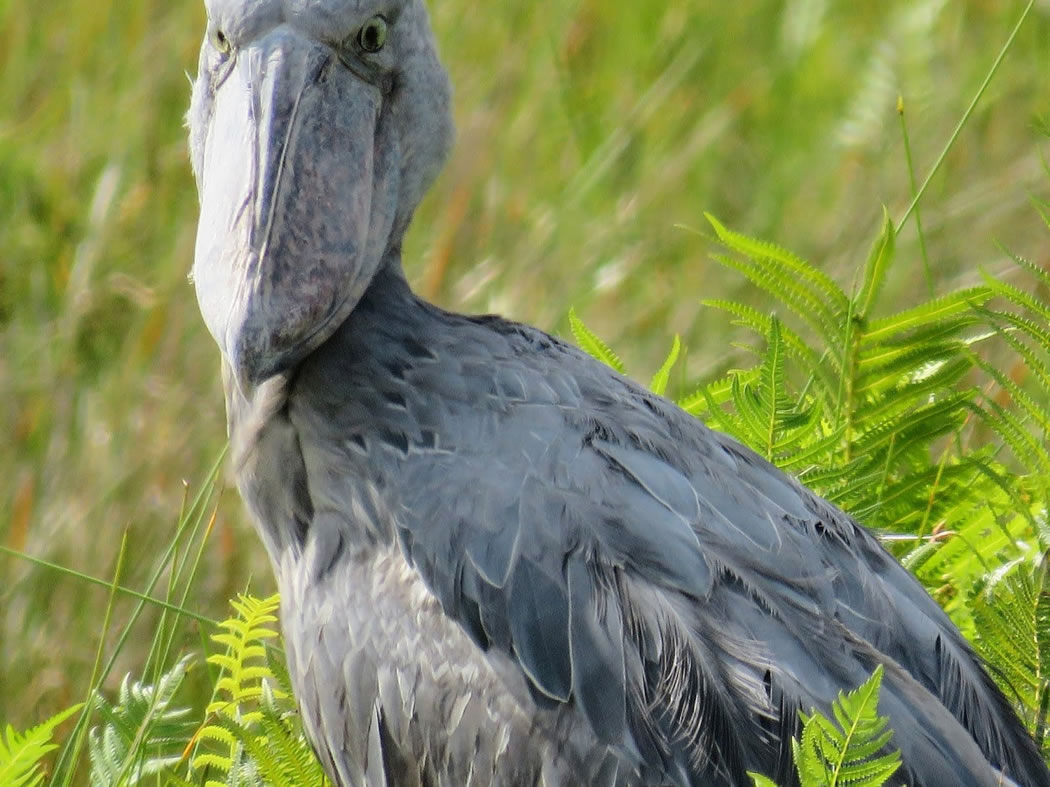 Birding Safari in Uganda