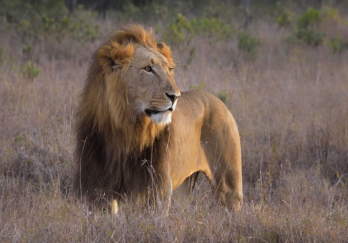 Lion Trekking in Kenya