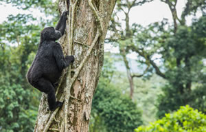 Gorilla Trek in Rwanda and Uganda