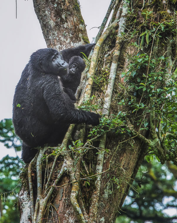 Gorilla Trekking in Rwanda