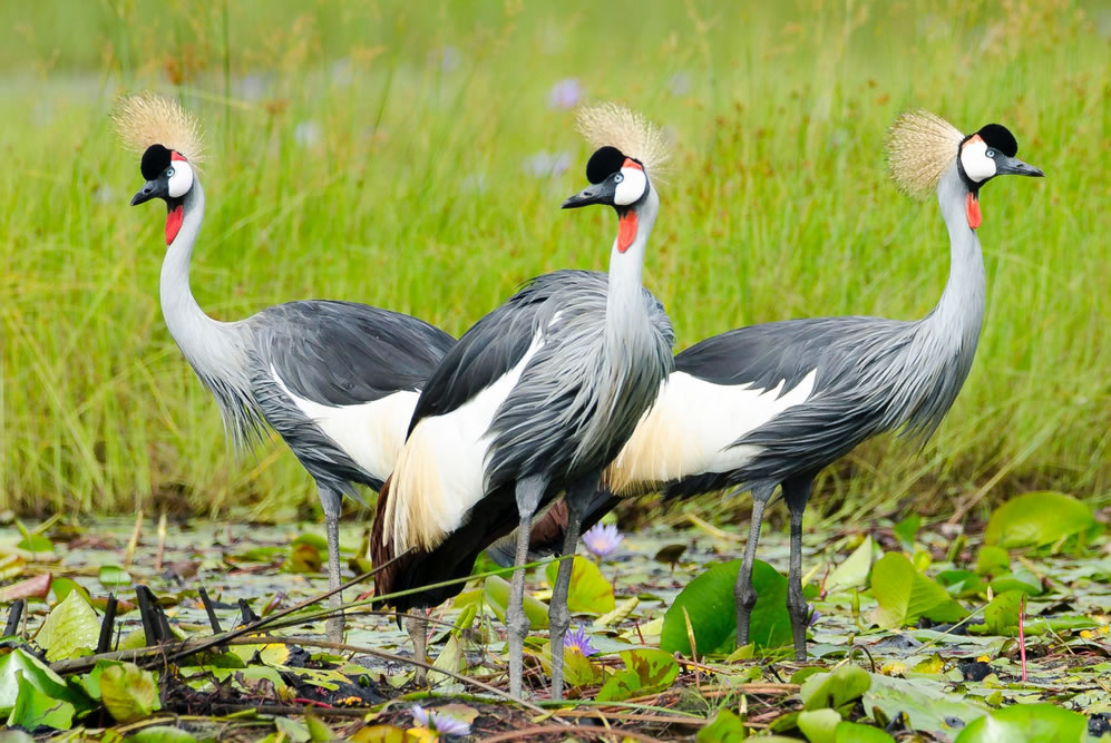 Birding in Uganda