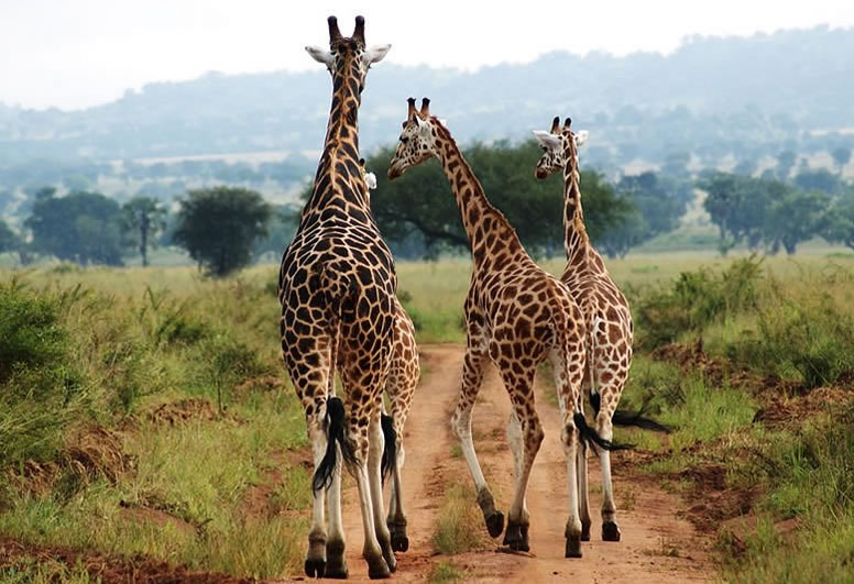Giraffes in Kidepo valley National Park Uganda