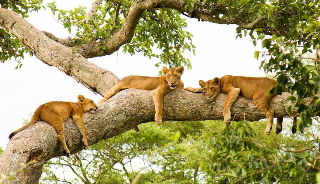 Ishasha Game Drive - Tree Climbing Lions