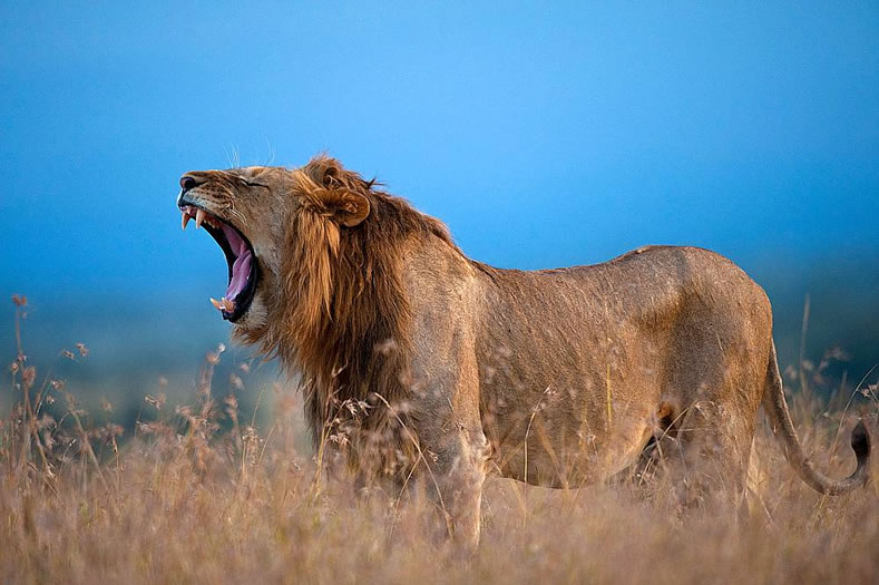 African Lion - Ol Pegeta Kenya