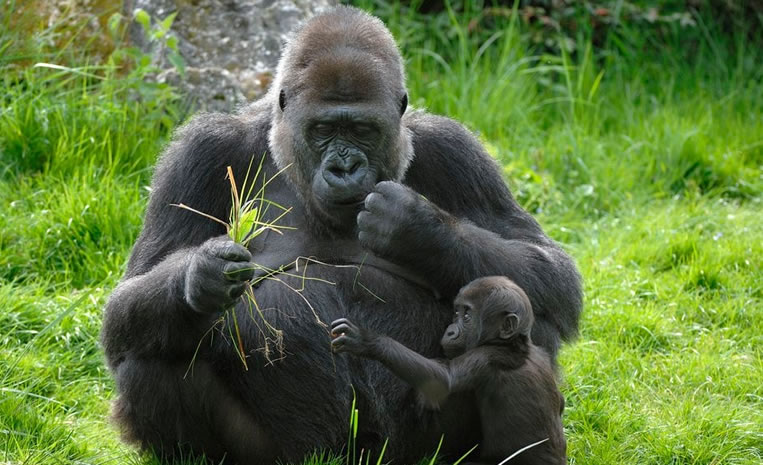 Western Lowland Gorillas in Congo